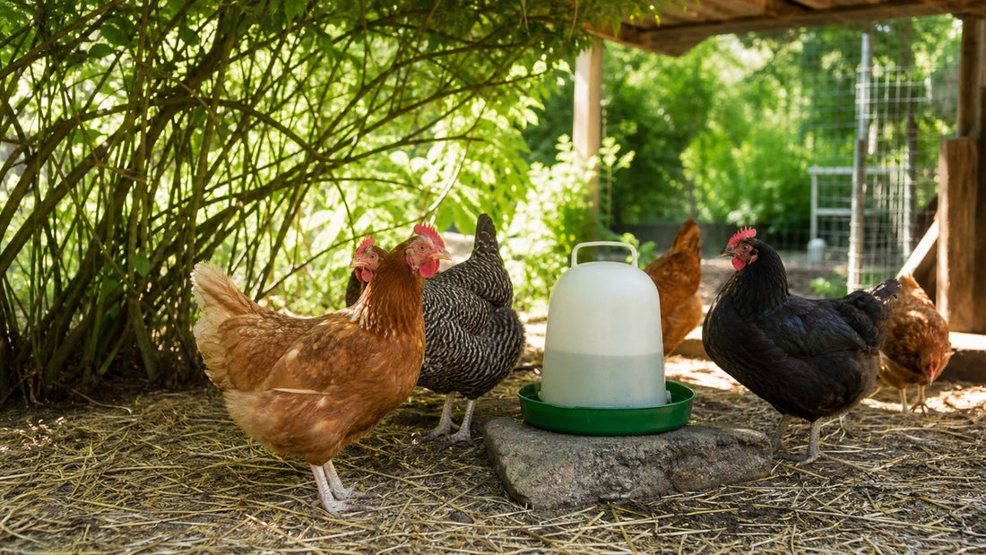 Hühner im Sommer: Futter, Wasser & Stallhygiene bei Hitze