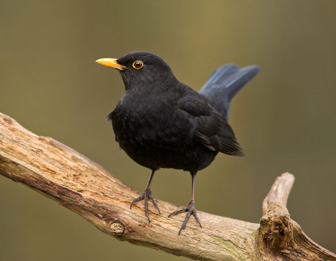 Sommertipps für Wildvögel
