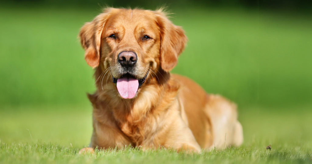 Futter für erwachsene Hunde