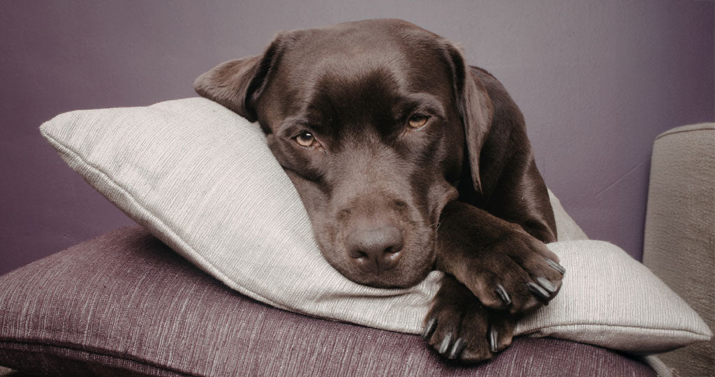 Hundefutter für empfindlichen Magen