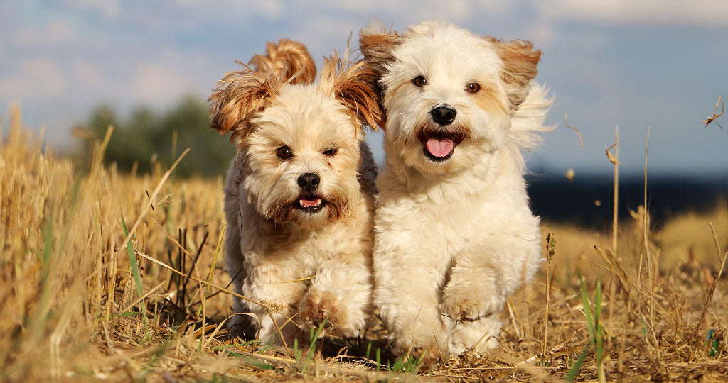 Getreidefreies Hundefutter