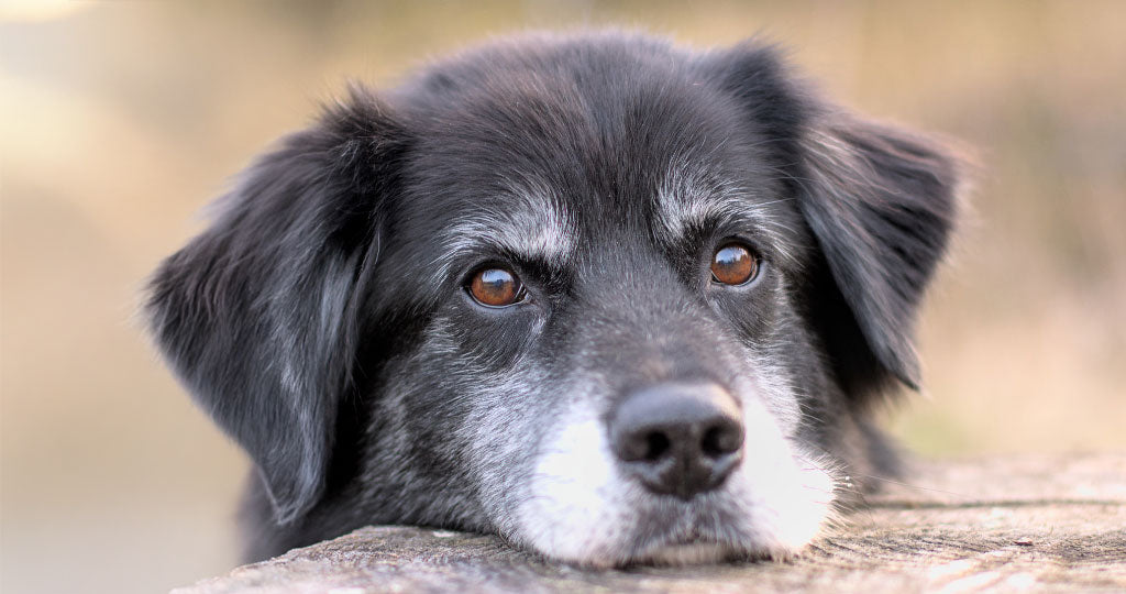 Seniorfutter für Hunde
