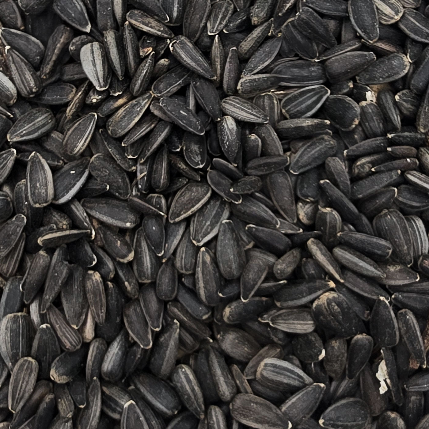 Sonnenblumenkerne schwarz 25kg