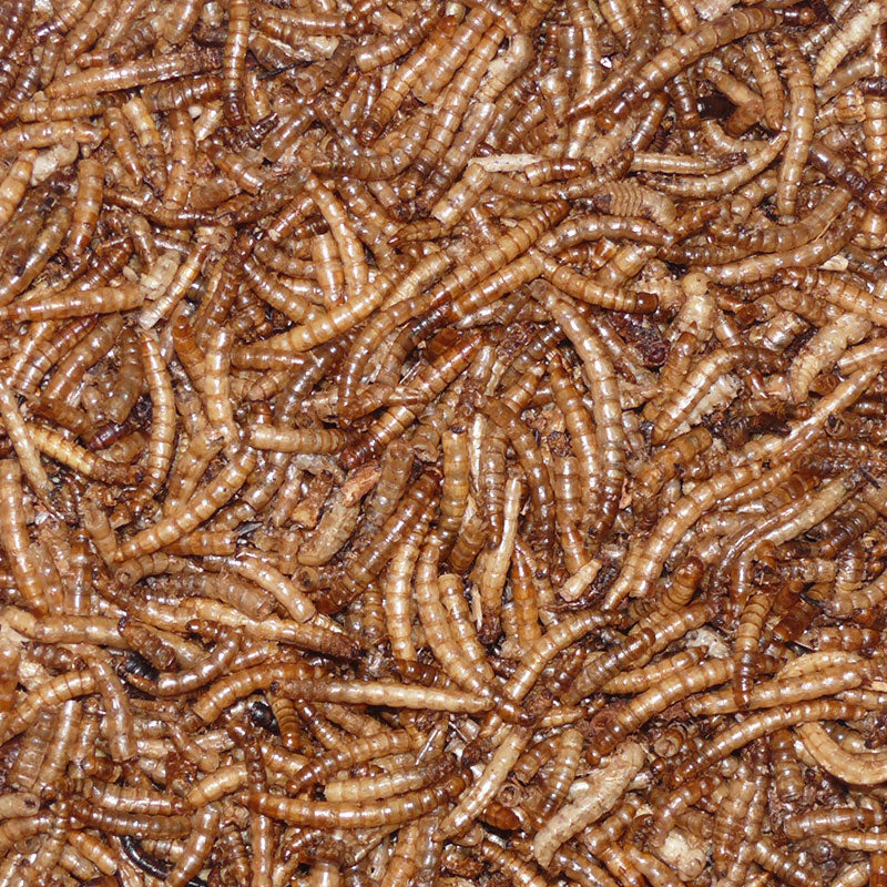 Vobina Mehlwürmer getrocknet im Eimer 1kg